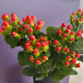 7 łodyg hypericuma z przebraniem