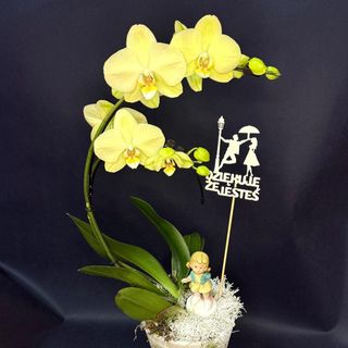 Kompozycja z żółtą orchideą i dekoracjami podarunkowymi