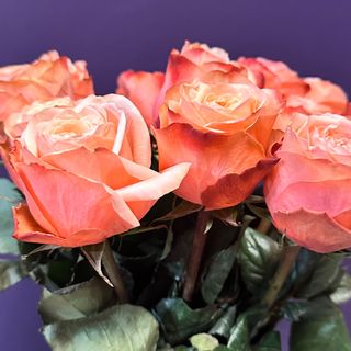 7 pięknych róż z przebraniem