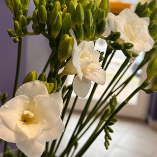 19 łodyg frezji z przebraniem