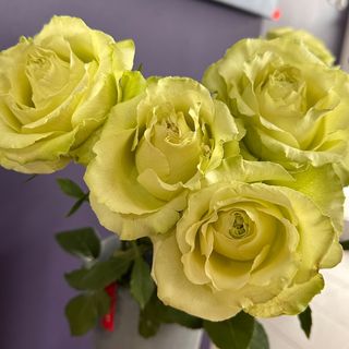 7 zielonych róż długość 50cm z przebraniem