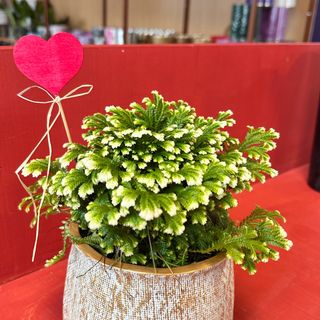 Selaginella w doniczce z sercem