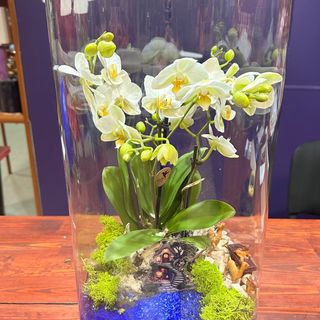 Florarium biały storczyk 