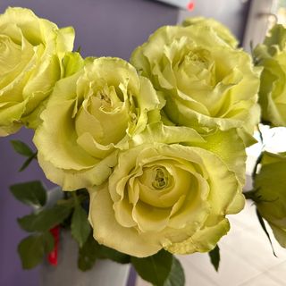 5 zielonych róż z przebraniem