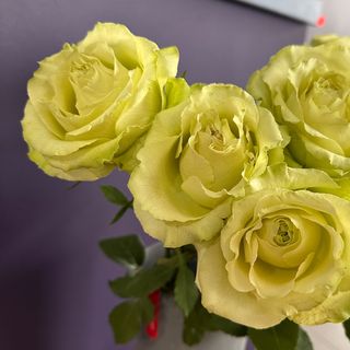 3 zielonych róże z przebraniem