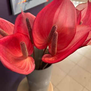 9 różowych kwiatów anturiuma z przebraniem