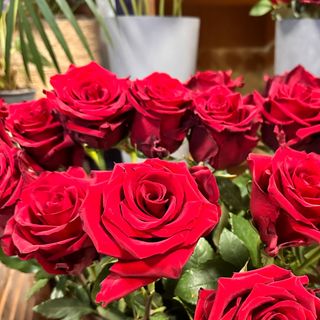 9 klasycznych czerwonych róż z przebraniem