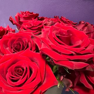 13 klasycznych czerwonych róż długość 50cm