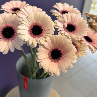 11 sztuk mini gerber z przebraniem