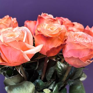 5 pięknych róż z przebraniem