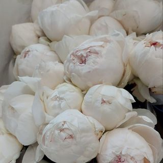 5 piwonii