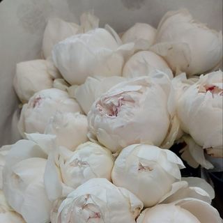 7 piwonii