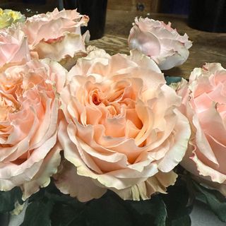 3 romantycznych róże z przebraniem