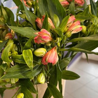 15 alstromerii z przebraniem