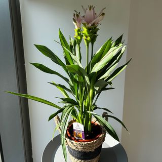 Kurkuma
