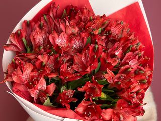 Red alstroemeria