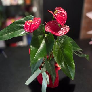 Anthurium / Flamingo Flower
