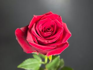 Premium Róże Ekwador 50cm