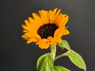 Sunflower Słonecznik