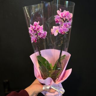 Storczyk Orchid N1