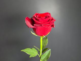 Premium Róże Ekwador 60cm