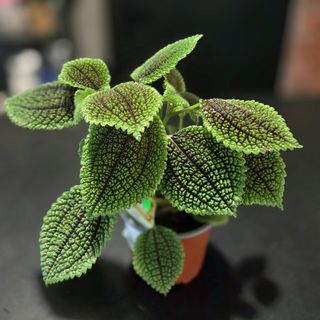 Pilea 'Moon Valley'