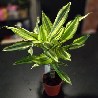Dracena