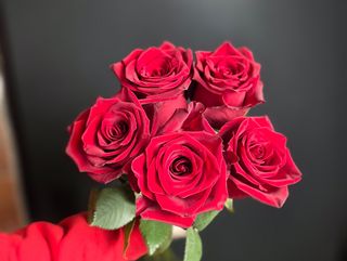 5 Róż Premium: Ekwador 50cm