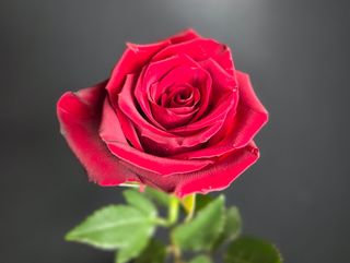 Premium Róże Ekwador 70cm