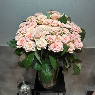 Róża 'Prima Ballerina' 9 szt