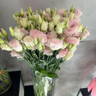 Eustoma