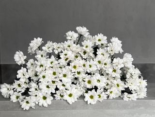 Bukiet z 5 margarytek