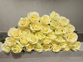 Bukiet z 51 białych róż (50 cm)