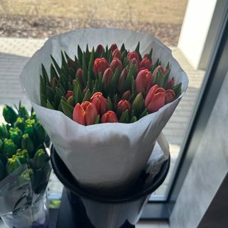 Tylipan pomarańczowo-czerwony 25 szt