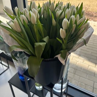 Tylipan biały 25 szt