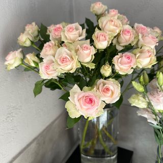 Róża mini bombastic