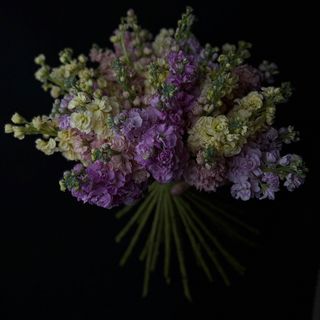 10 sztuk Lewkoni mix kolorów