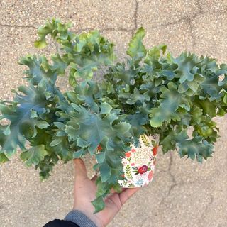 Kwiaty domowe w ceramicznej doniczce