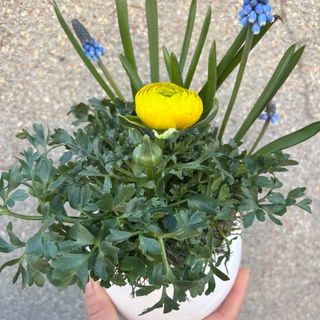 Kompozycja w doniczce z jaskrem i szafirkiem