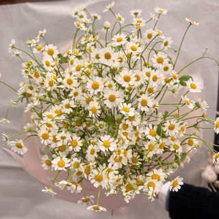 Bukiet № 6 mono – matrikaria  M