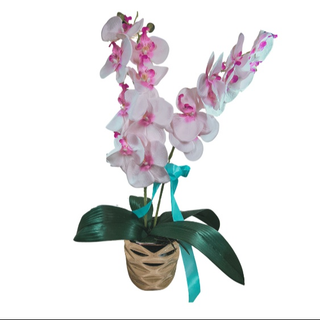 Różowa Orchidea