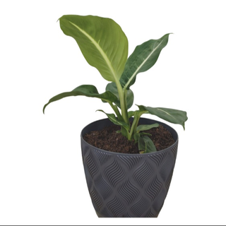 Filodendron Zielony w Doniczce – Elegancka Roślina Doniczkowa w Czarnej Osłonce