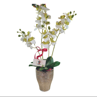 Perłowa Orchidea
