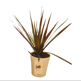 Kordylina australijska 'Red Star'