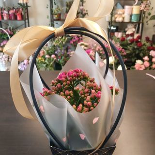 Kalanchoe w ozdobnej torebce