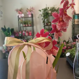 Orchidea Botaniczna Cambria