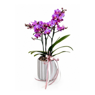 Storczyk Mini Purple – elegancka kompozycja w betonowej donicy