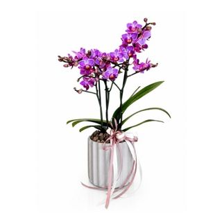 Storczyk Mini Purple – elegancka kompozycja w betonowej donicy
