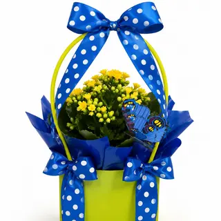 Kalanchoe żółte w koszyczku