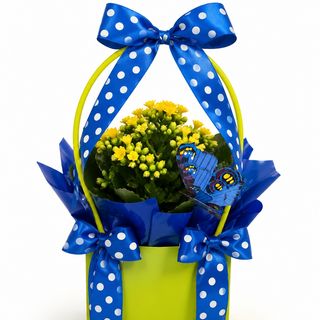 Kalanchoe żółte w koszyczku